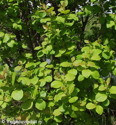 Salix pyrolifolia, talvikkipaju